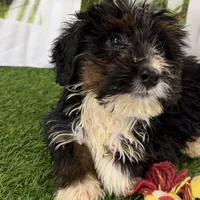 Donovan, a male Poodle - Miniature  and Miniature Bernedoodle for sale in Shipshewana, IN – Photo 7 of 8