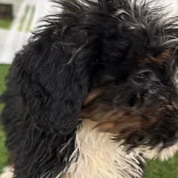 Donovan, a male Poodle - Miniature  and Miniature Bernedoodle for sale in Shipshewana, IN – Photo 2 of 8