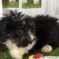 Donovan, a male Poodle - Miniature  and Miniature Bernedoodle for sale in Shipshewana, IN – Photo 3 of 8
