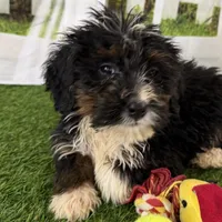 Donovan, a male Poodle - Miniature  and Miniature Bernedoodle for sale in Shipshewana, IN – Photo 8 of 8