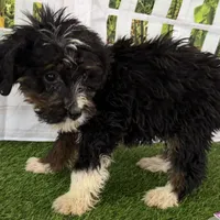 Donovan, a male Poodle - Miniature  and Miniature Bernedoodle for sale in Shipshewana, IN – Photo 6 of 8