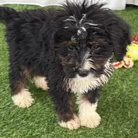 Donovan, a male Poodle - Miniature  and Miniature Bernedoodle for sale in Shipshewana, IN – Photo 4 of 8