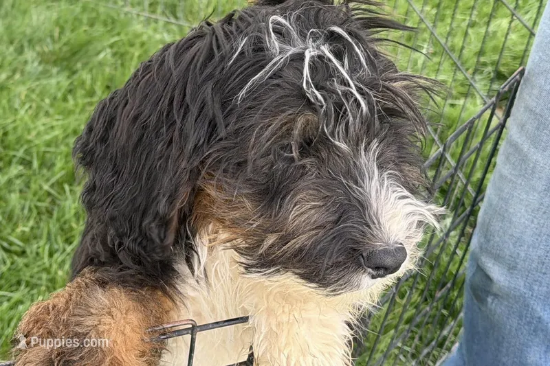 Donovan – Poodle - Miniature , Miniature Bernedoodle puppy for sale in Shipshewana, IN