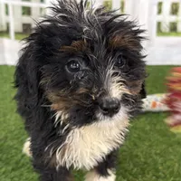 Donovan, a male Poodle - Miniature  and Miniature Bernedoodle for sale in Shipshewana, IN – Photo 1 of 8