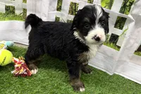 Dobby, a male Miniature Bernedoodle for sale in Shipshewana, IN – Photo 5 of 8