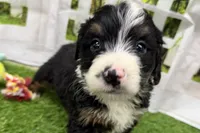 Dobby, a male Miniature Bernedoodle for sale in Shipshewana, IN – Photo 1 of 8