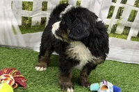 Dobby, a male Miniature Bernedoodle for sale in Shipshewana, IN – Photo 7 of 8