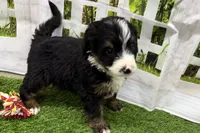 Dobby, a male Miniature Bernedoodle for sale in Shipshewana, IN – Photo 8 of 8