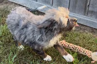 Yulian , a male Miniature Bernedoodle for sale in Shipshewana, IN – 5 of 10