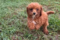 Benny, a male Poodle - Toy  for sale in Shipshewana, IN – 8 of 8
