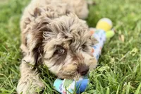 York, a male Goldendoodle for sale in Shipshewana, IN – 10 of 10