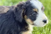 Oaklynn, a female Bernedoodle for sale in Shipshewana, IN – 2 of 10
