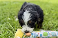 York, a male Bernese Mountain Dog and Miniature Bernedoodle for sale in Shipshewana, IN – 4 of 9