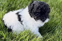Paris, a female Poodle - Miniature  for sale in Shipshewana, IN – 8 of 9