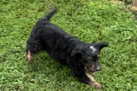 Orbit, a male Miniature Bernedoodle for sale in Shipshewana, IN – 7 of 10