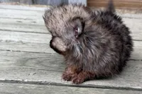 Tony, a male Pomeranian for sale in Shipshewana, IN – 4 of 7