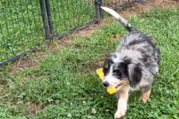 Yeller, a male Miniature Bernedoodle for sale in Shipshewana, IN – 9 of 10