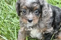Orion, a male Bernedoodle for sale in Shipshewana, IN – 1 of 9
