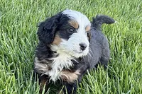 Opal, a female Bernedoodle for sale in Shipshewana, IN – 2 of 9