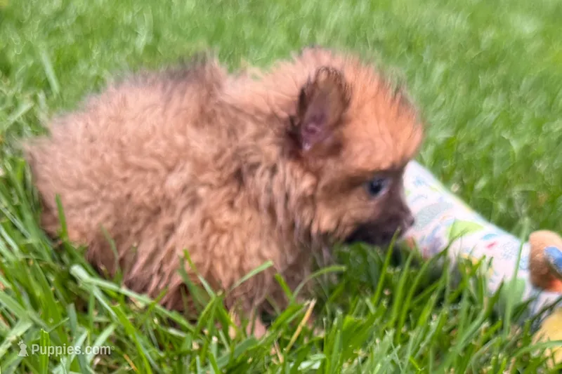 Uma – Pomeranian puppy for sale in Shipshewana, IN