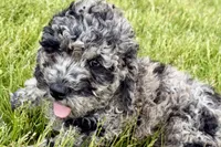 Yukon, a male Goldendoodle for sale in Shipshewana, IN – 4 of 8