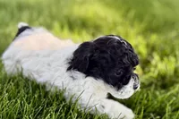 Poppy , a female Poodle - Miniature  for sale in Shipshewana, IN – 8 of 9
