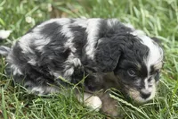 Orville, a male Bernedoodle for sale in Shipshewana, IN – 7 of 7