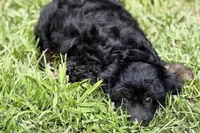 Olivia , a female Miniature Bernedoodle for sale in Shipshewana, IN – 9 of 9