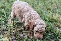 Comet , a male Poodle - Toy  for sale in Shipshewana, IN – 2 of 8