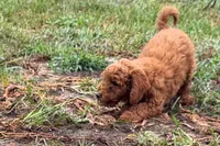 Chip, a male Poodle - Toy  for sale in Shipshewana, IN – 5 of 9