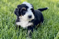 Oak, a male Bernedoodle for sale in Shipshewana, IN – 5 of 8
