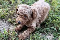 Comet , a male Poodle - Toy  for sale in Shipshewana, IN – 3 of 8