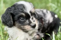 Orville, a male Bernedoodle for sale in Shipshewana, IN – 5 of 7