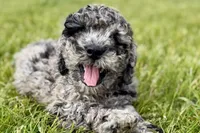 Yukon, a male Goldendoodle for sale in Shipshewana, IN – 5 of 8
