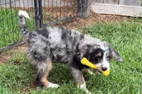 Yeller, a male Miniature Bernedoodle for sale in Shipshewana, IN – 5 of 10