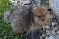 Toby, a male Pomeranian for sale in Shipshewana, IN – 6 of 10