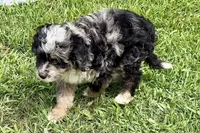Orville, a male Miniature Bernedoodle for sale in Shipshewana, IN – 4 of 7