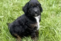 Olivia , a female Bernedoodle for sale in Shipshewana, IN – 6 of 9