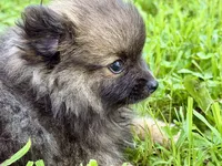 Waffles, a male Pomeranian for sale in Shipshewana, IN – 1 of 9