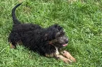 Odin, a male Miniature Bernedoodle for sale in Shipshewana, IN – 3 of 8