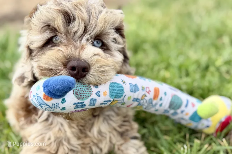 York – Goldendoodle puppy for sale in Shipshewana, IN