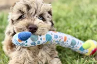 York, a male Goldendoodle for sale in Shipshewana, IN – 1 of 10