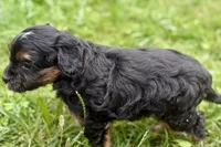 Ordin, a male Bernedoodle for sale in Shipshewana, IN – 8 of 9