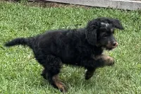 Orbit, a male Miniature Bernedoodle for sale in Shipshewana, IN – 4 of 10