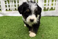 Diesel, a male Miniature Bernedoodle for sale in Shipshewana, IN – Photo 3 of 6