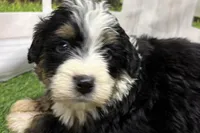 Diesel, a male Miniature Bernedoodle for sale in Shipshewana, IN – Photo 6 of 6