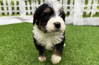 Diesel, a male Miniature Bernedoodle for sale in Shipshewana, IN – Photo 5 of 6