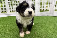 Diesel, a male Miniature Bernedoodle for sale in Shipshewana, IN – Photo 4 of 6