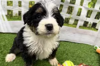 Diesel, a male Miniature Bernedoodle for sale in Shipshewana, IN – Photo 2 of 6