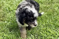 Orville, a male Miniature Bernedoodle for sale in Shipshewana, IN – 6 of 7